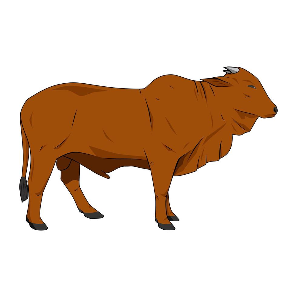 Cow in brown color, vector illustration, isolated on white background