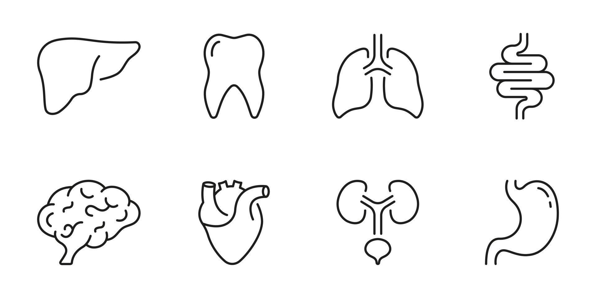 Healthcare Outline Icon, Internal Organ Anatomy. Human Brain, Intestine, Urinary System, Tooth, Stomach, Lung, Liver, Heart Line Icon Set. Editable Stroke. Isolated Vector Illustration.
