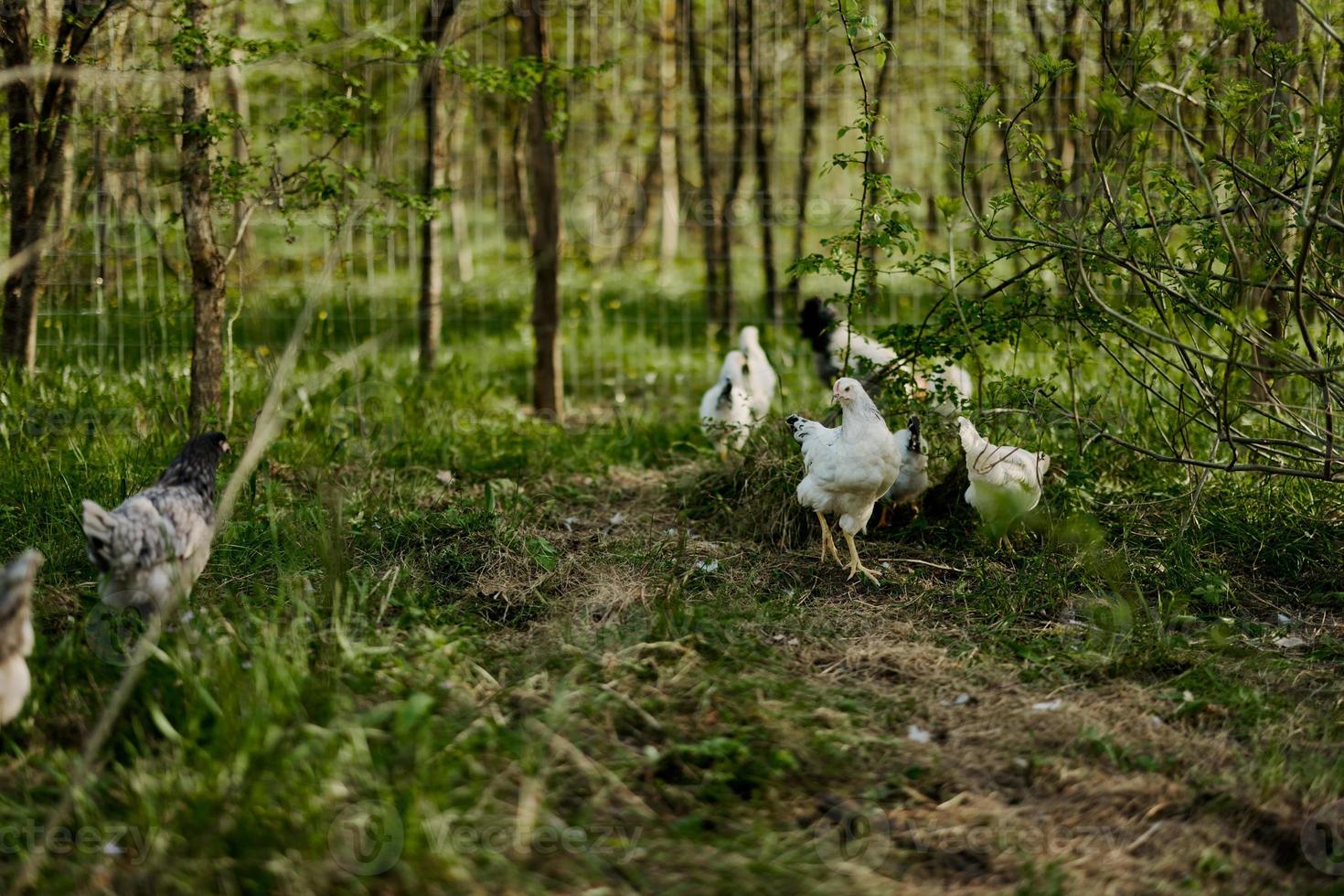Young chickens and roosters eat organic feed from feeders on a green