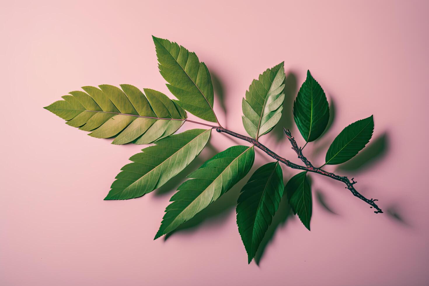 a beautiful green fresh branch on a pink background. Illustration photo