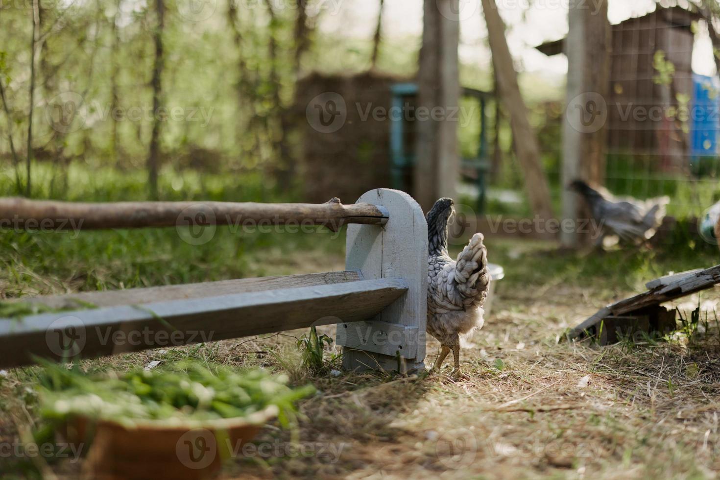 joven sano pollos Vamos desde alimentadores a el granja orgánico césped y maíz alimentar para mejor salud en naturaleza foto