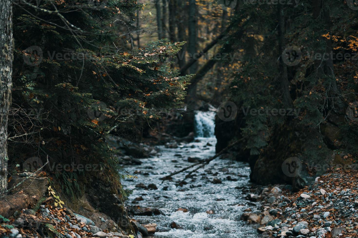 río fluye Entre el bancos en el bosque y viaje modelo turismo foto