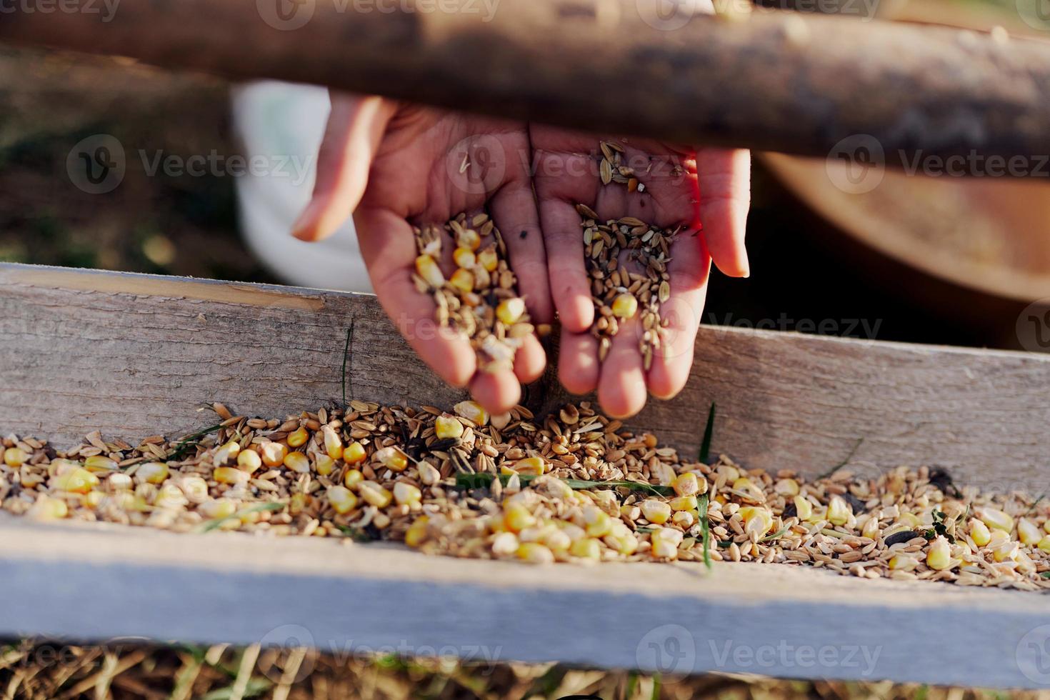 Women's hands close up putting grain, oats, and other good-for-natured organic feed into the bird feeder photo