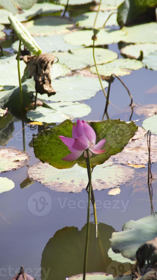 Lotus flower or Nelumbo nucifera blooming in the water and some lotus leaves. photo