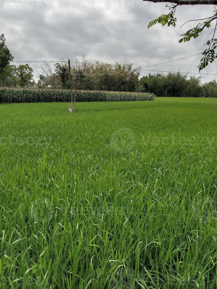 Green rice fields photos