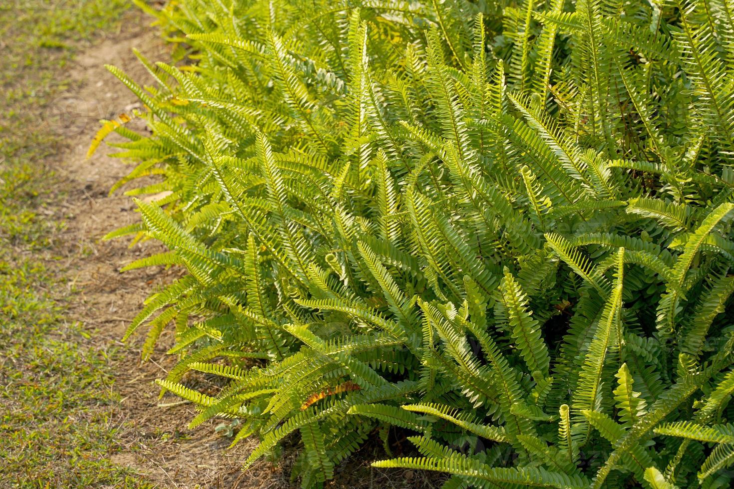 Fishbone Fern or Sword with odd-tipped, feathery composite leaves, narrow lanceolate leaves, no petioles, spores under the leaves. arranged in a single row along the edge of the leaf. photo