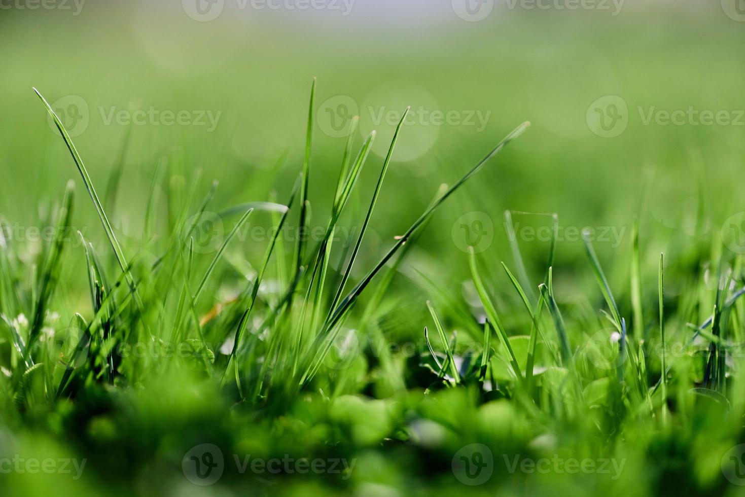 Fresco primavera césped verde césped creciente en un prado foto