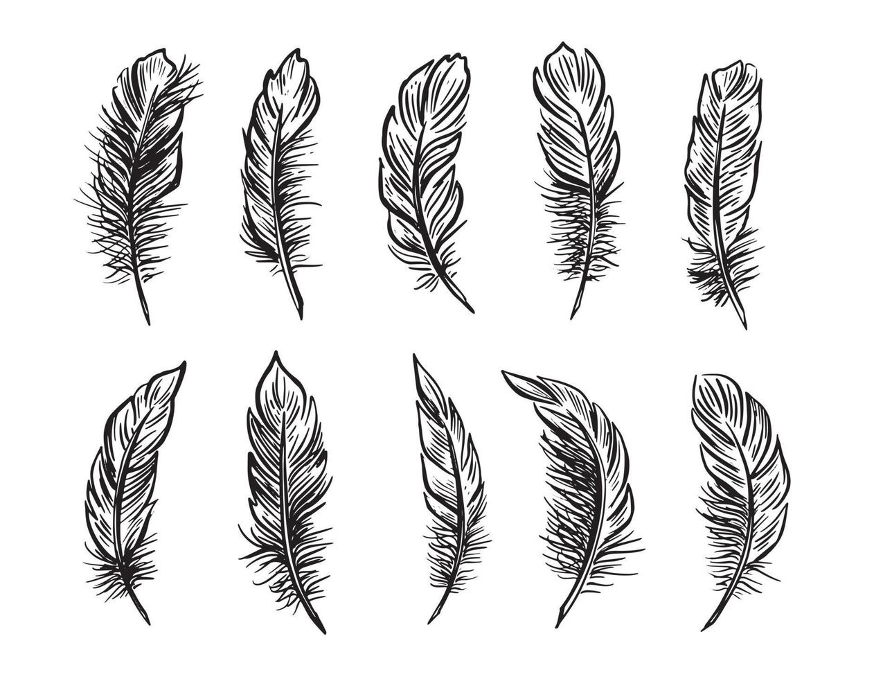 Feather Set hand drawn illustrations. vector