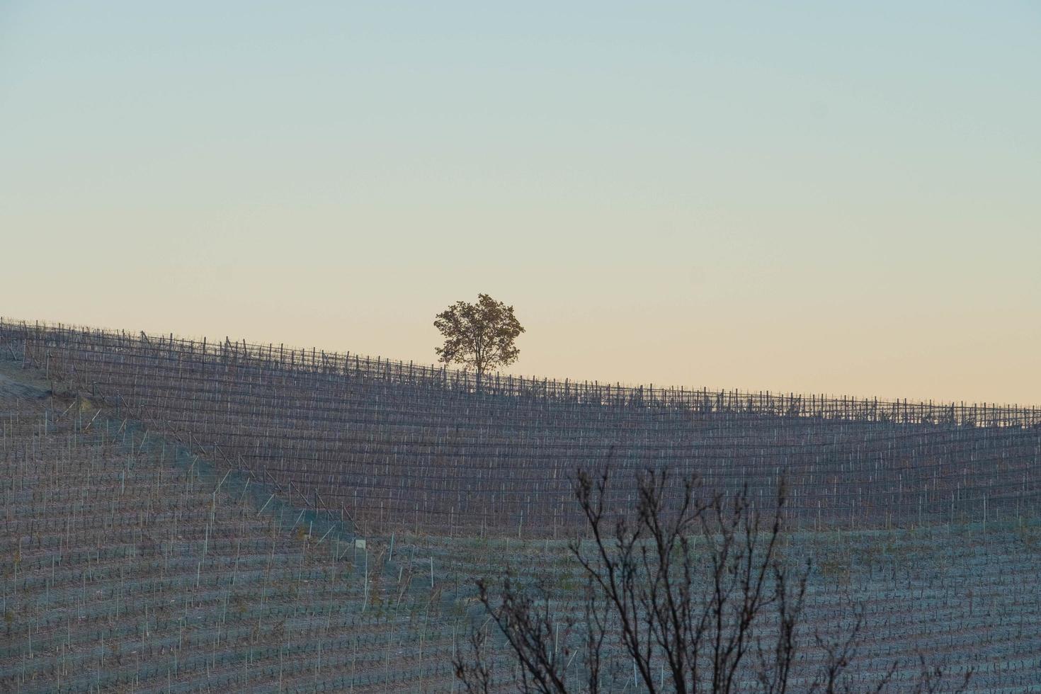 winter landscapes with dry and bare trees in the Piedmont Langhe vineyards covered with snow photo