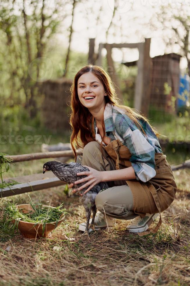 A woman farmer holds a chicken and looks at it to check the health and general condition of the bird on her home farm in the outdoor pen photo