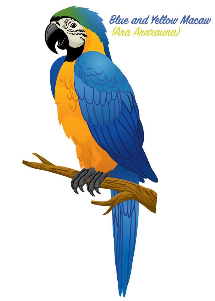 Blue and Gold Macaw bird vector