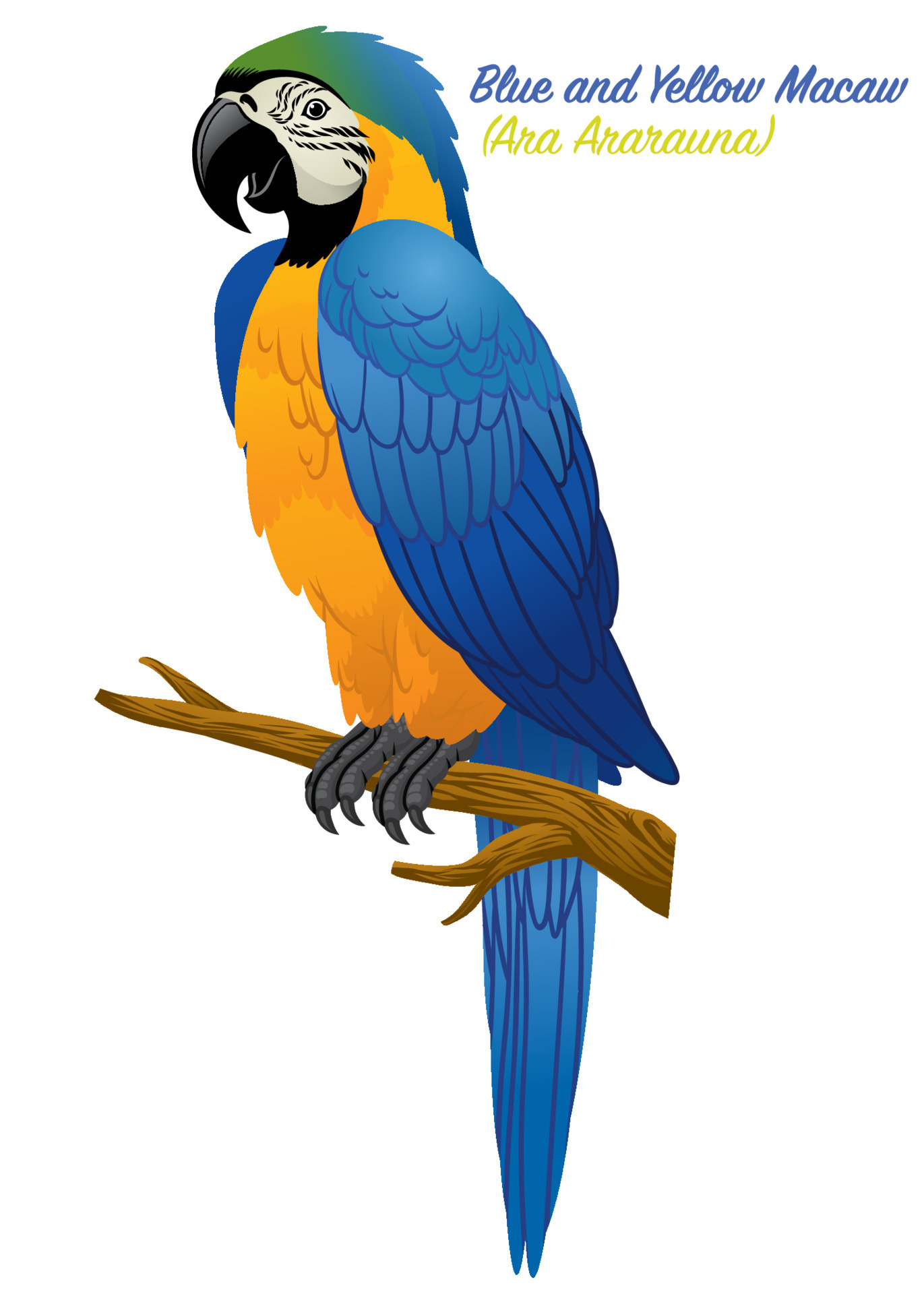 Blue And Gold Macaw Bird