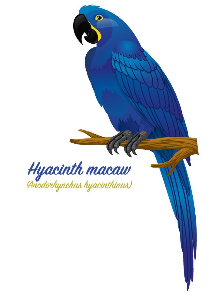 Hyacinth macaw parrot bird vector