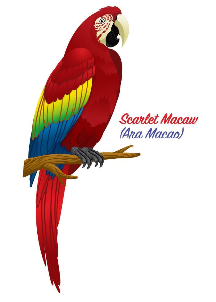 rojo escarlata guacamayo pájaro vector