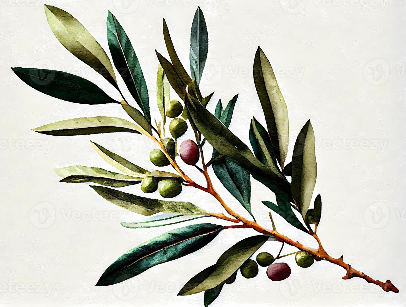 olive branch hand drawn watercolor on a white background. photo