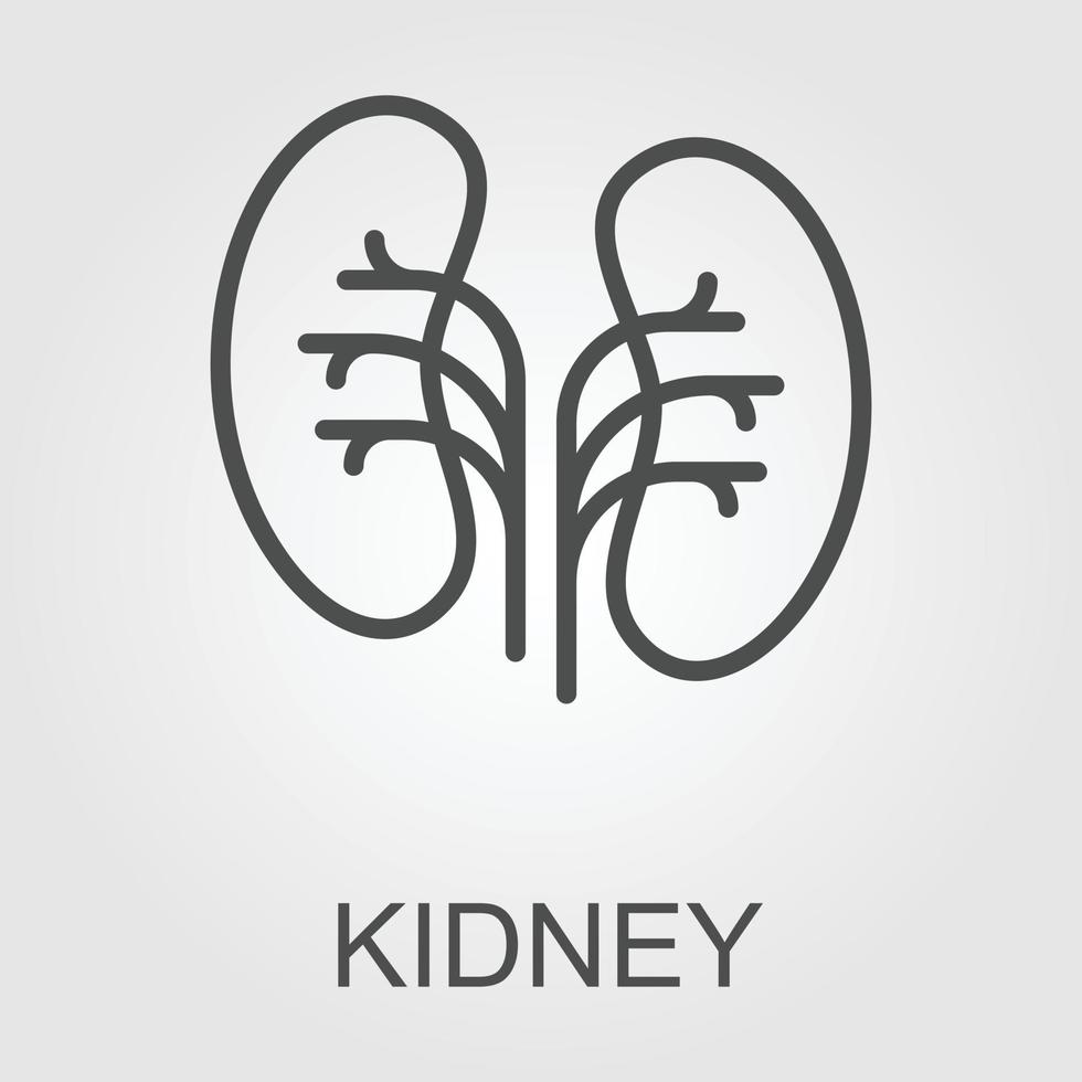 Simple kidneys line icon. Symbol and sign vector illustration design. Editable Stroke. Isolated on white background