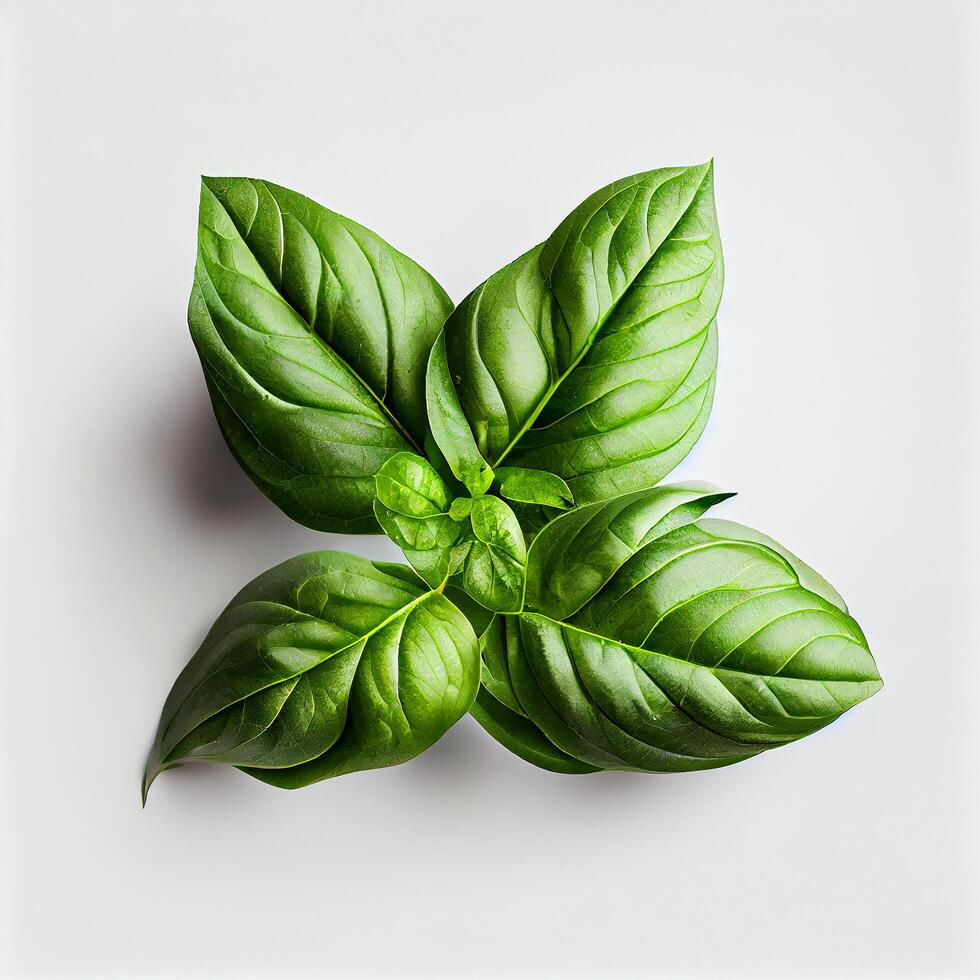 One Basil Leaf on White Background. Illustration photo