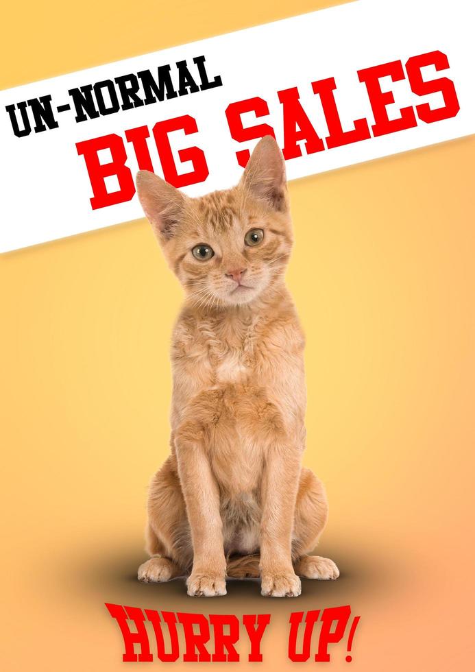 Unnormal Big Sales Hurry Up Cat Head On Dog Body photo