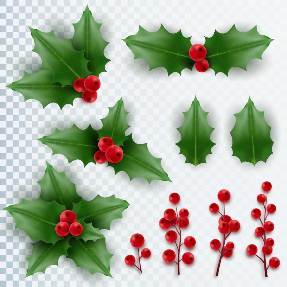 Christmas holly with leaves and berries. Realistic Christmas decorations. Element for festive design vector