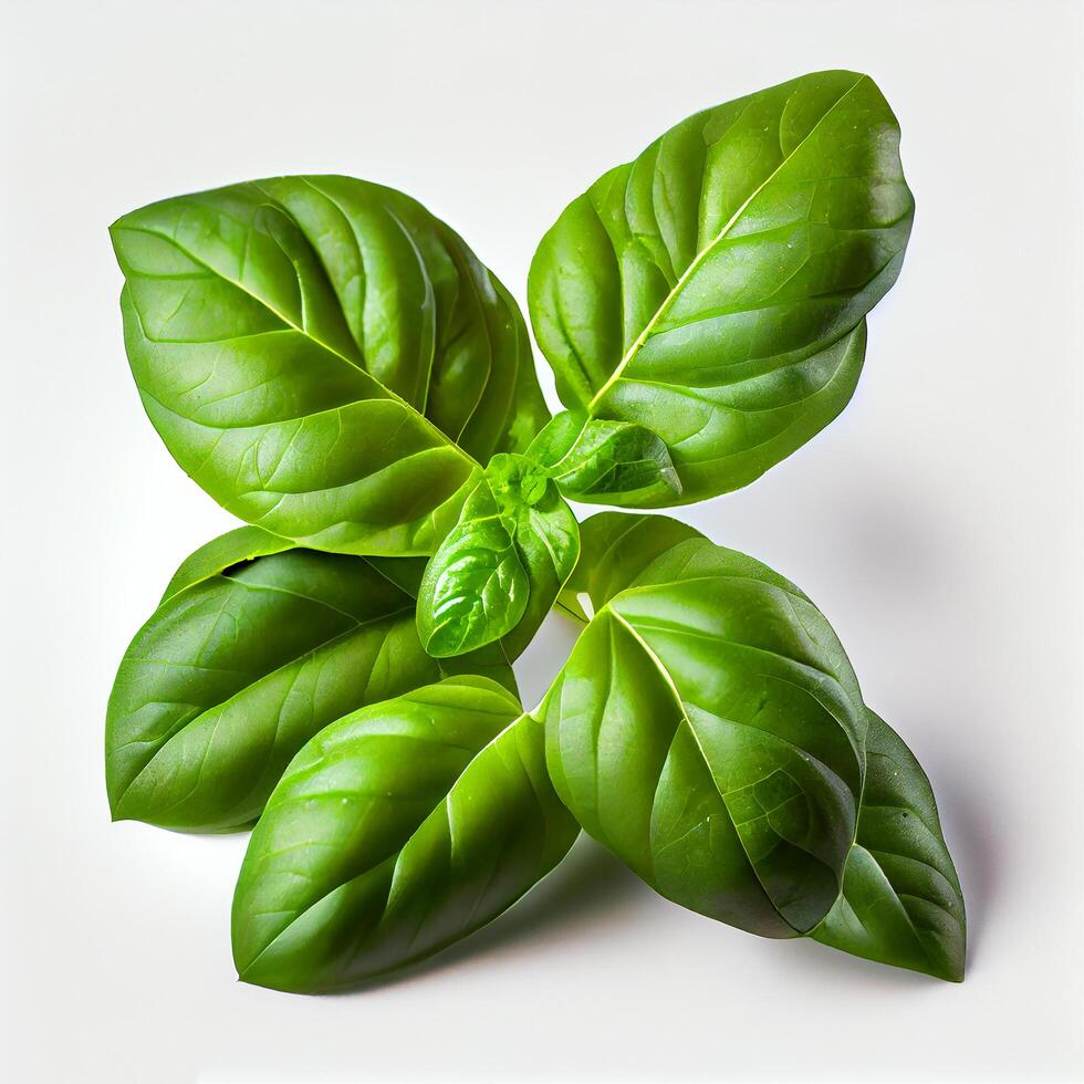 One Basil Leaf on White Background. Illustration photo