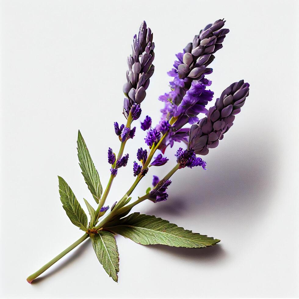 Lavender Flower on the White Background. photo