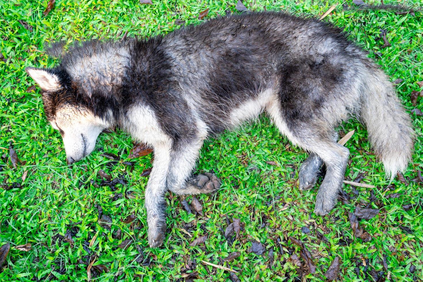 Siberian husky, muddy, lying on the green grass. photo