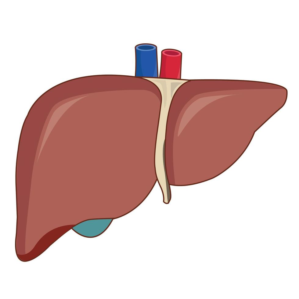 Human liver is a major organ. vector