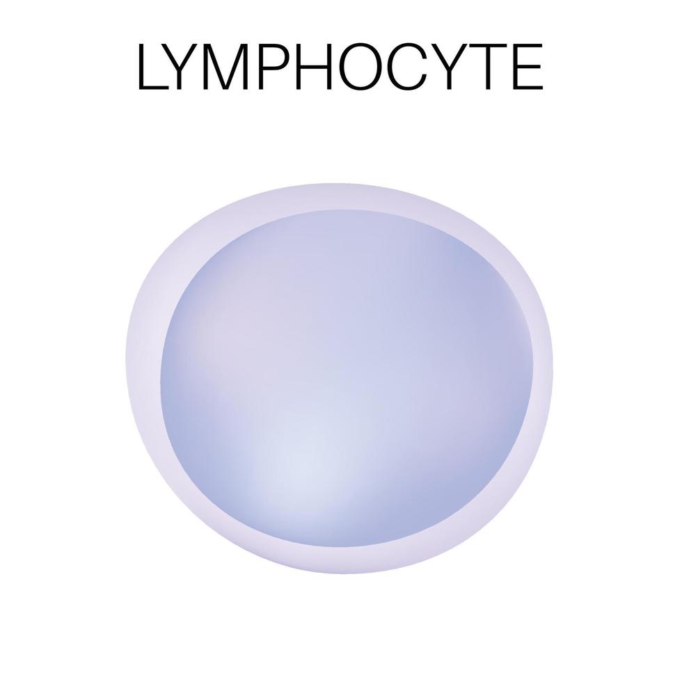 Type of white blood cell - Lymphocyte. vector