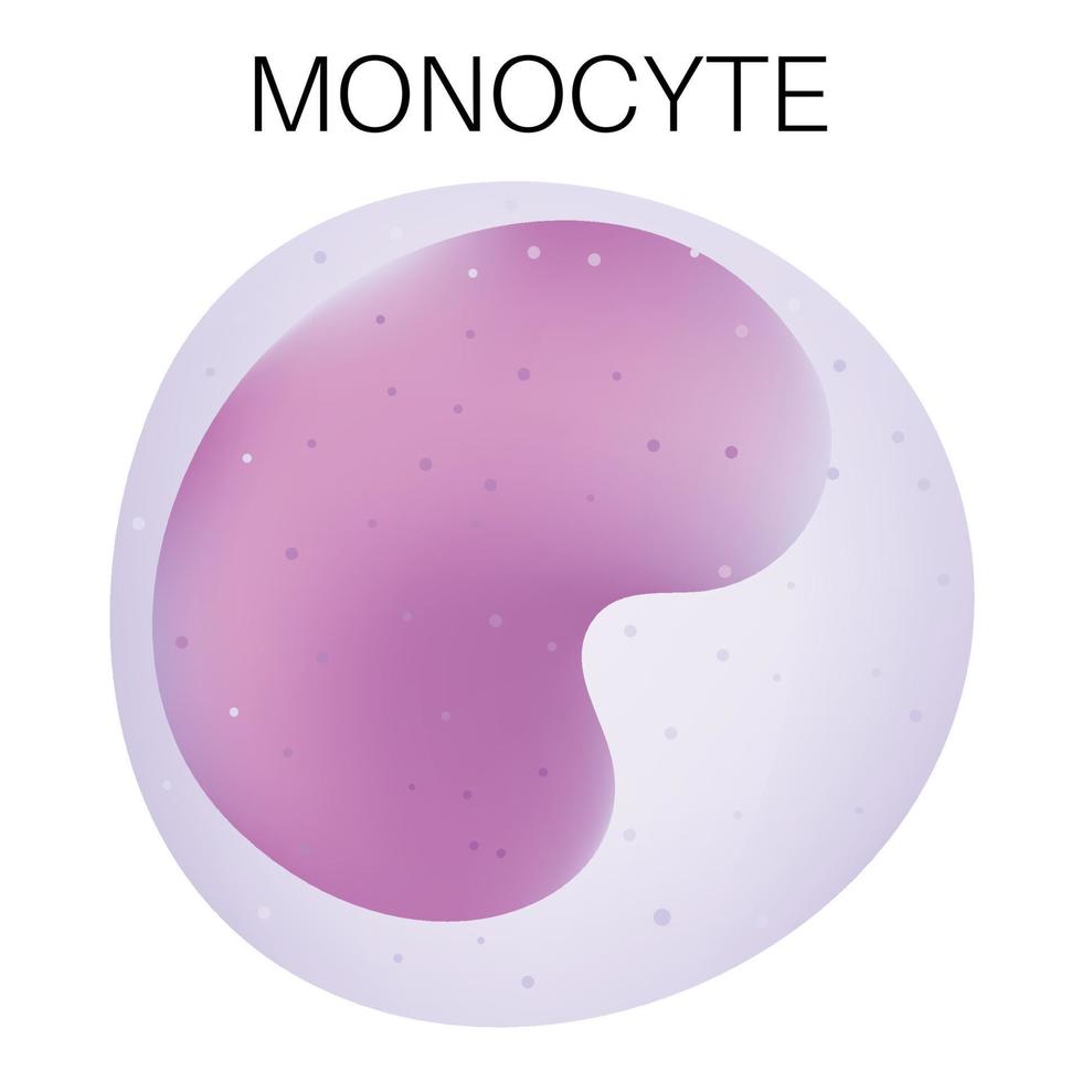 Type of white blood cell - Monocyte. vector