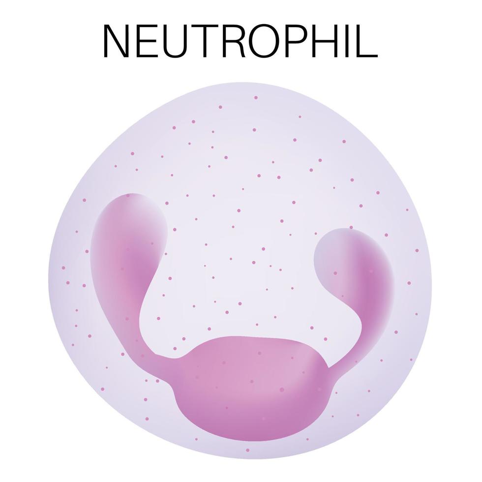 Type of white blood cell - Neutrophil. vector