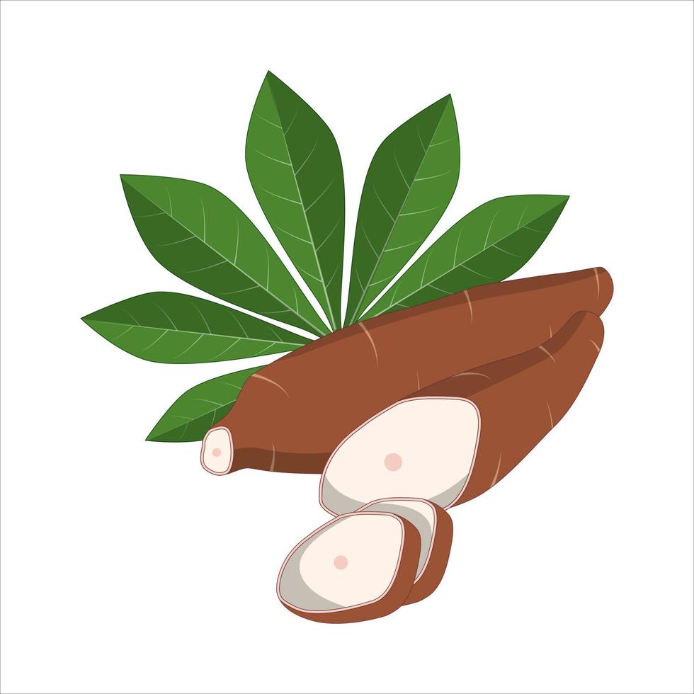 Cassava and leaves vector illustration isolated on white background