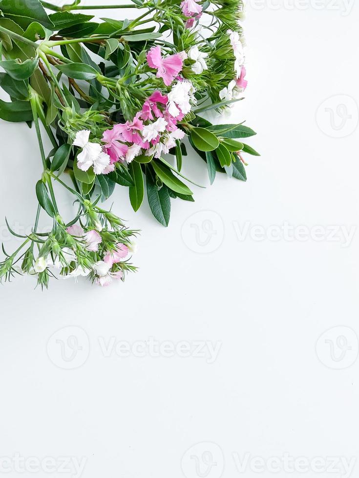 japanese dianthus and laurel leaves. floral frame photo