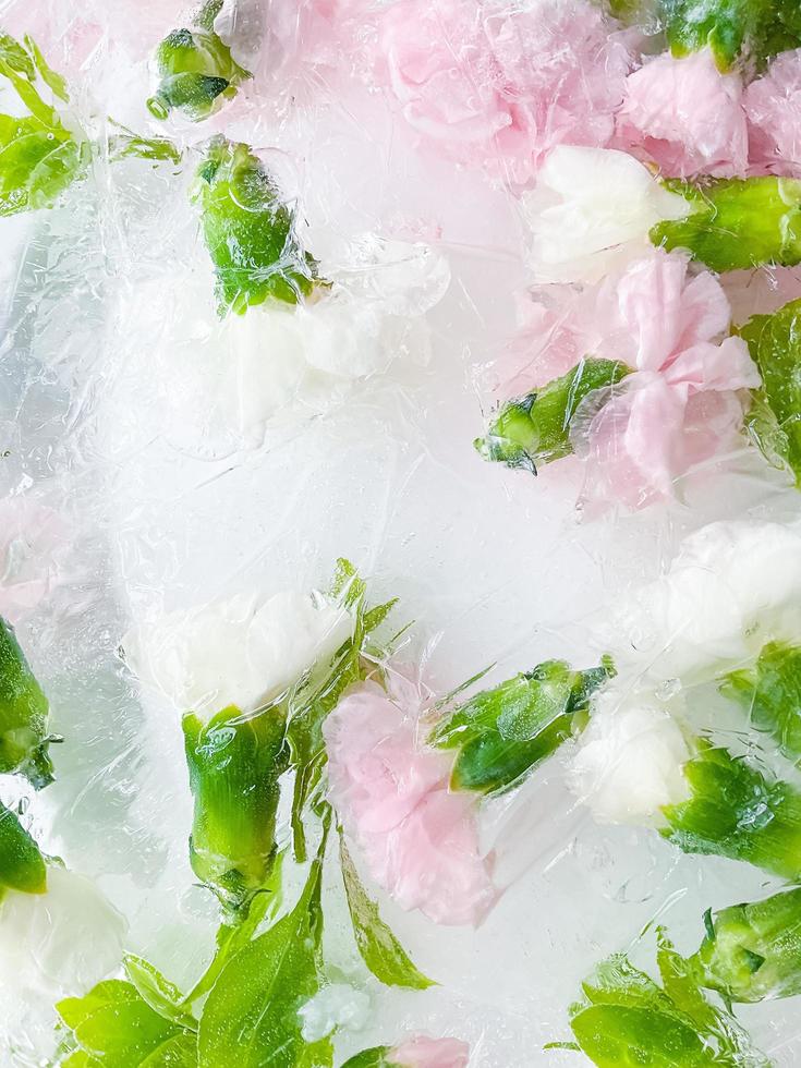 carnation, garden flowers frozen in ice. backgraund photo