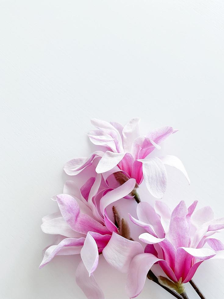 Closeup photo of pink magnolia flowers, isolated