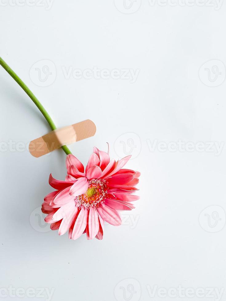 Pink gerbera with patch and empty space for text photo