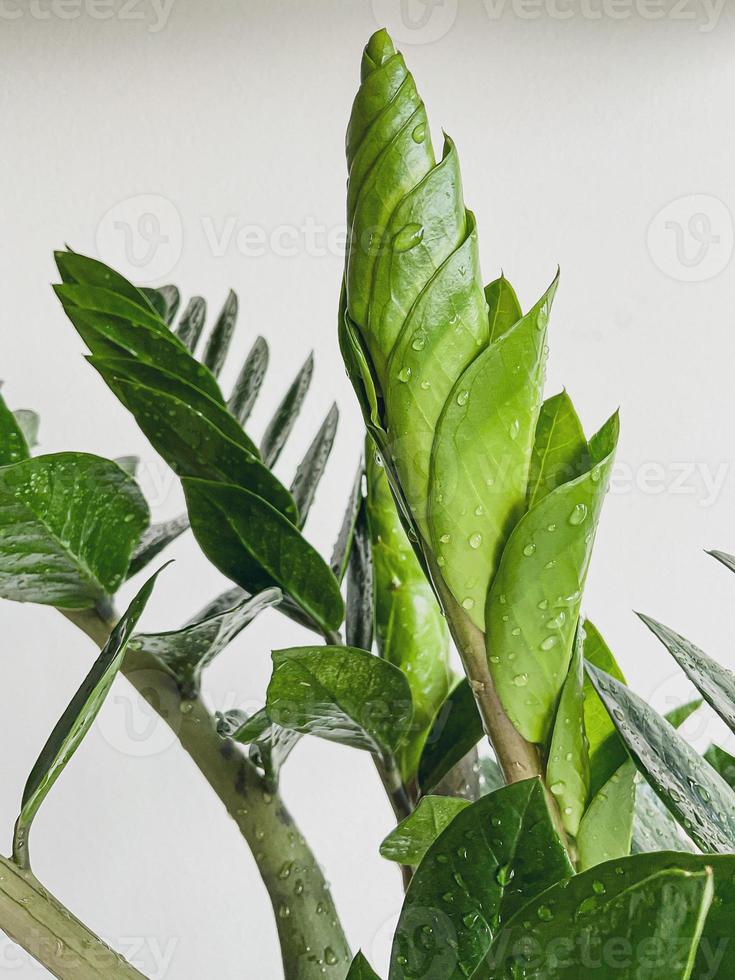 Zamioculcas zamifolia dollar tree. on white. close photo