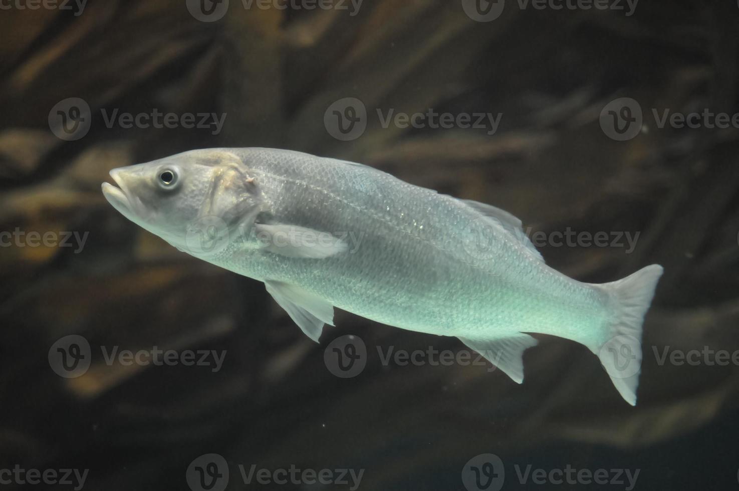 Fish in the aquarium photo