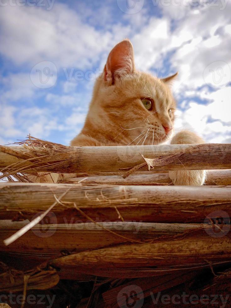 Cute apricot cat in the sun photo