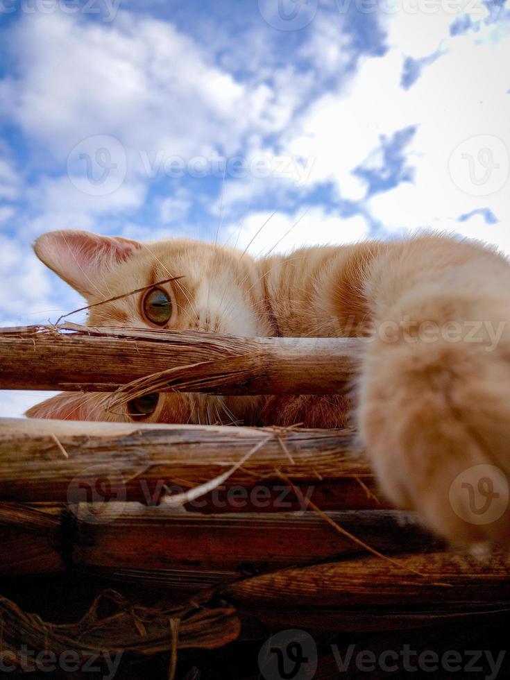 Cute apricot cat in the sun photo