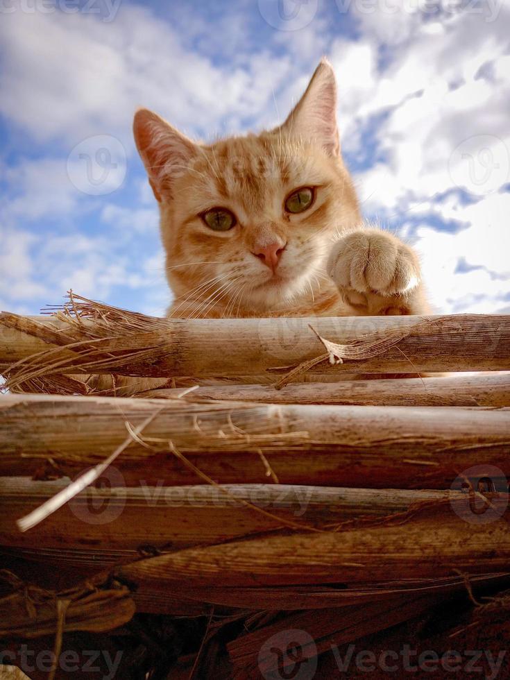 Cute apricot cat in the sun photo