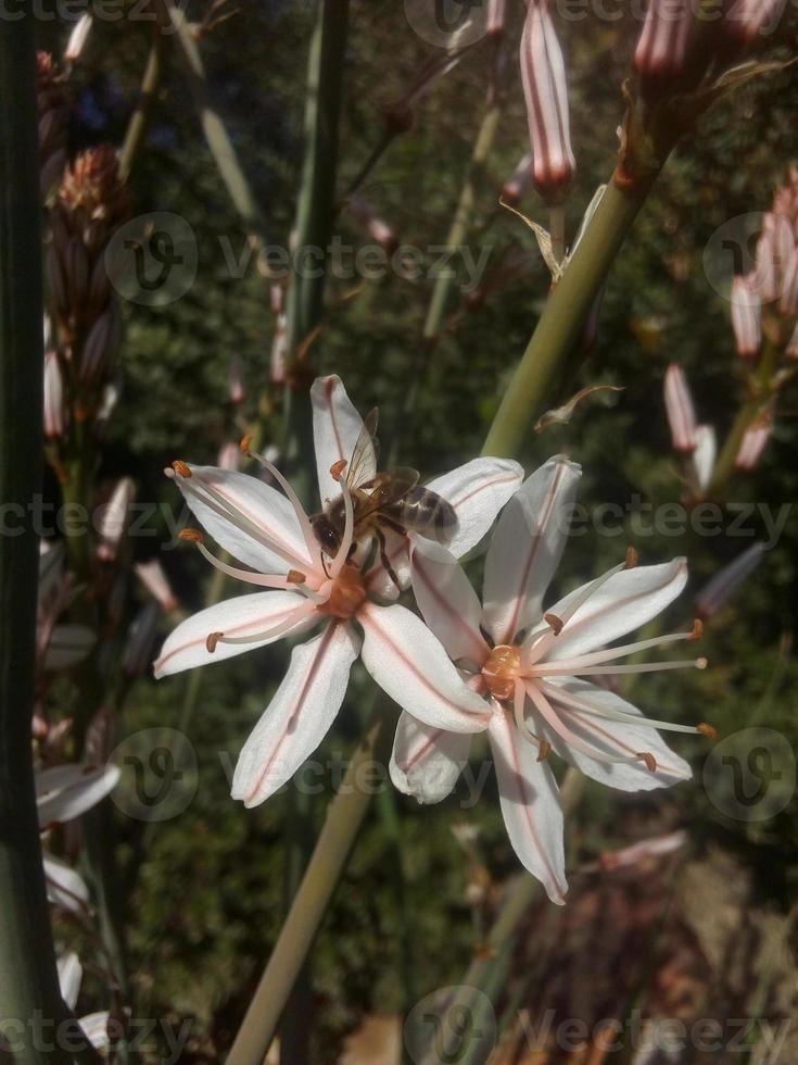 asfódelo ramosus blanco flores planta foto