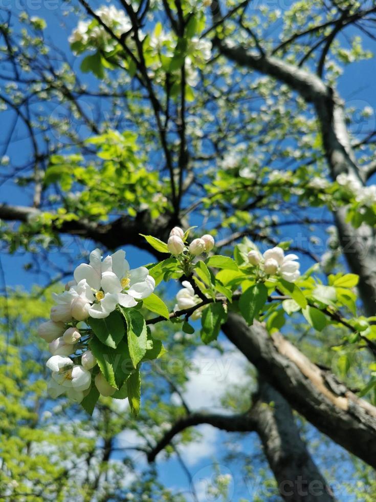 Blooming apple tree with white flowers close up on the blue sky background. Spring in the park. photo