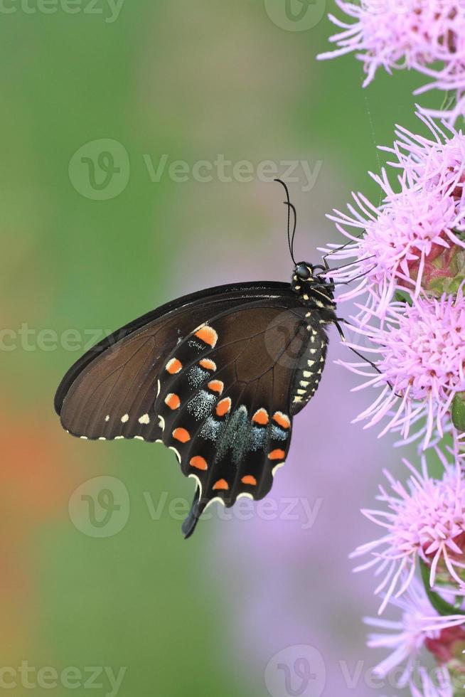 spicebush swallowtail butterfly on blazing star photo