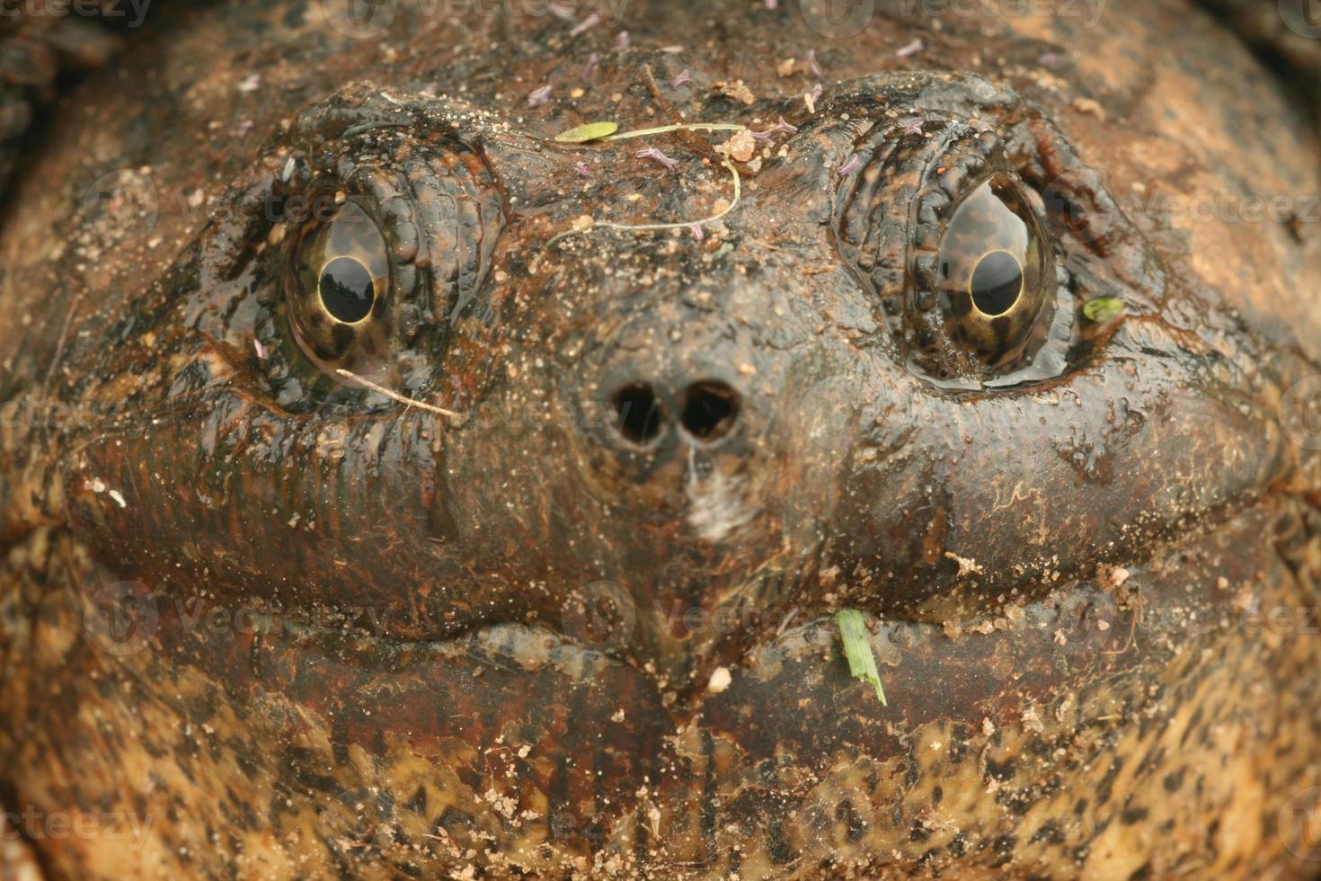 snapping turtle face photo