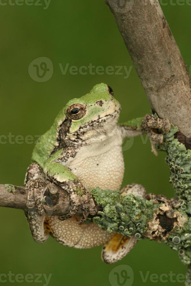 gray treefrog on lichen covered branch photo