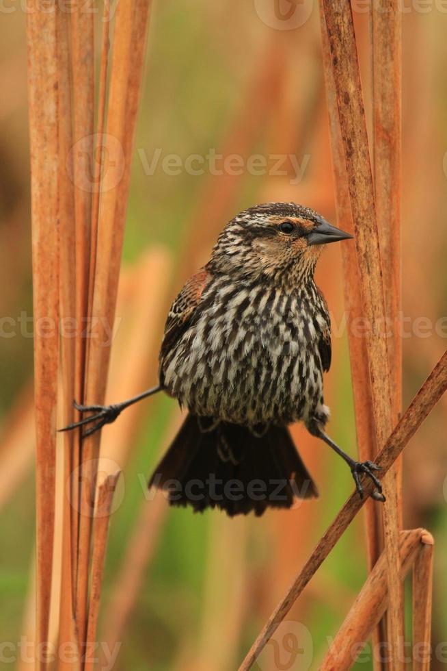 female red winged blackbird photo