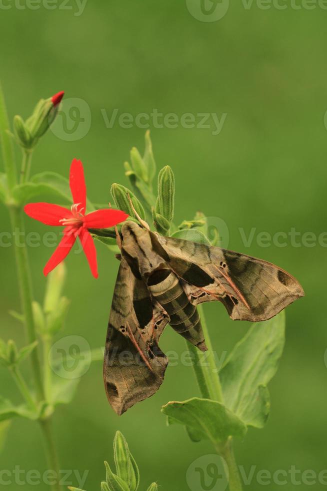 pandora sphinx moth photo