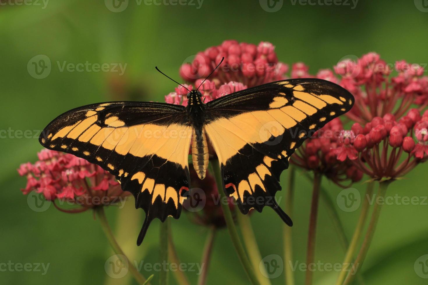 astylus swallowtail butterfly photo