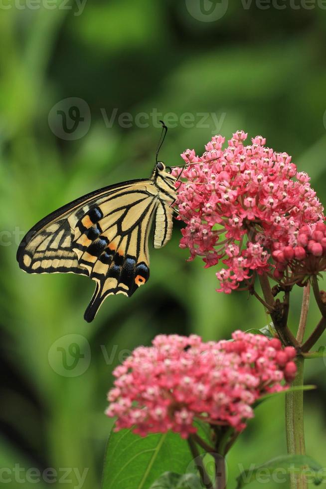 Asian swallowtail butterfly photo