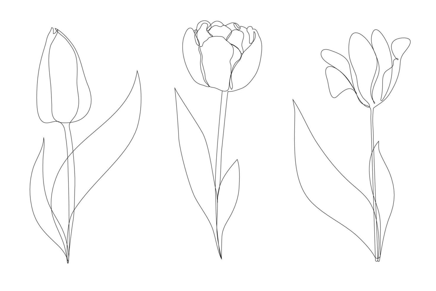 Set beautiful blossoming tulip flower in continuous line art drawing style. Minimalist black linear sketch isolated on white background. Vector illustration